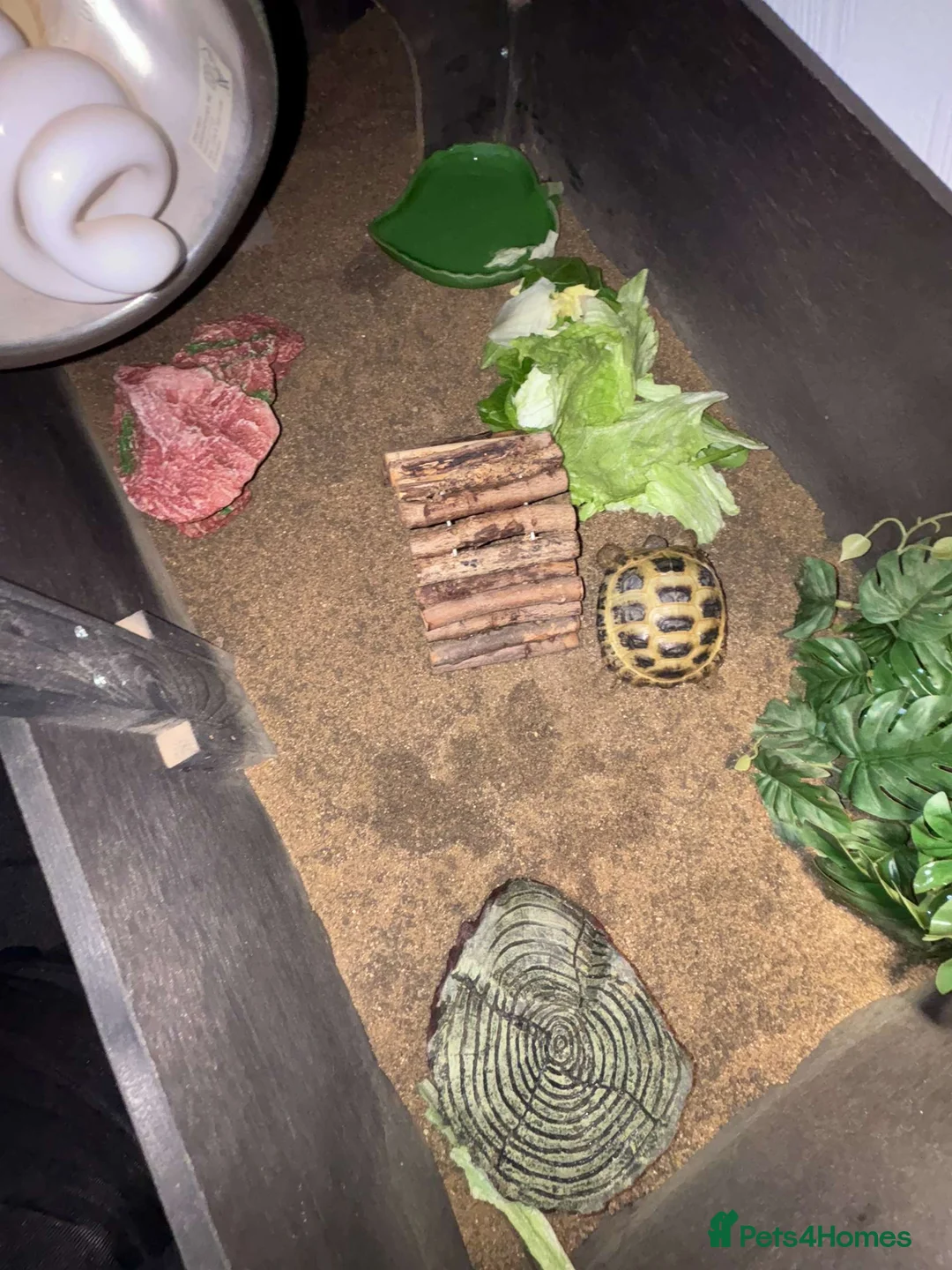 Tortoise reptiles for sale: Horsefield tortoise  - Advert 7