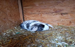 Mini Lop rabbits for sale: Mini plush lops - Image 16