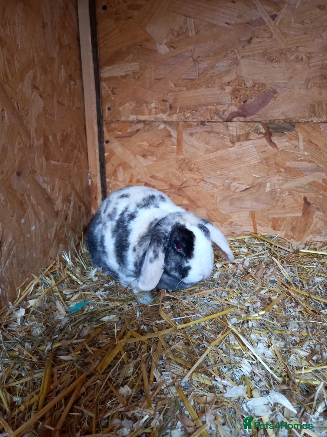 Mini Lop rabbits for sale: Mini plush lops - Image 16