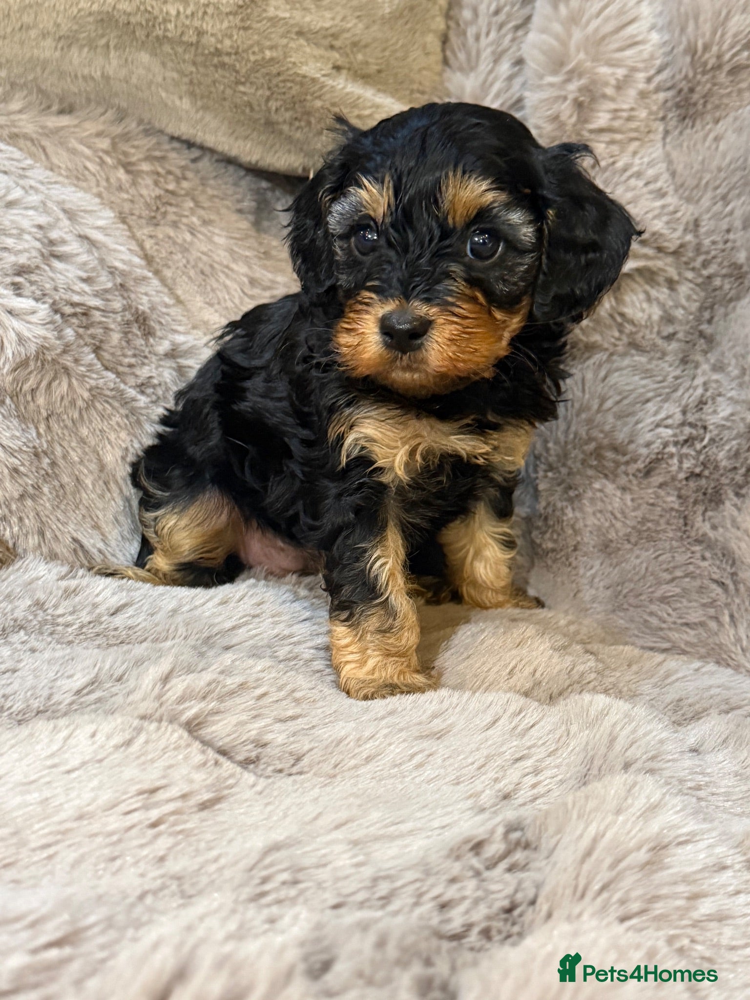 Cavapoo dogs F1 Cavapoo’s - Advert 1
