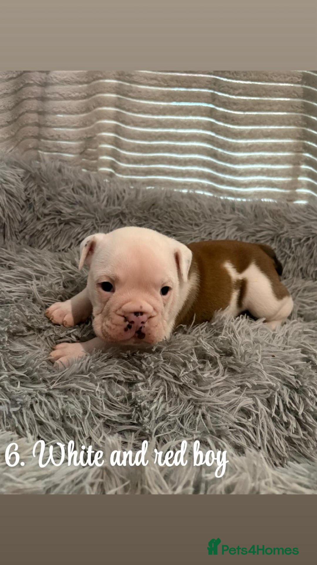 English Bulldog dogs for sale: Kc stunning English bulldog puppies - Advert 9