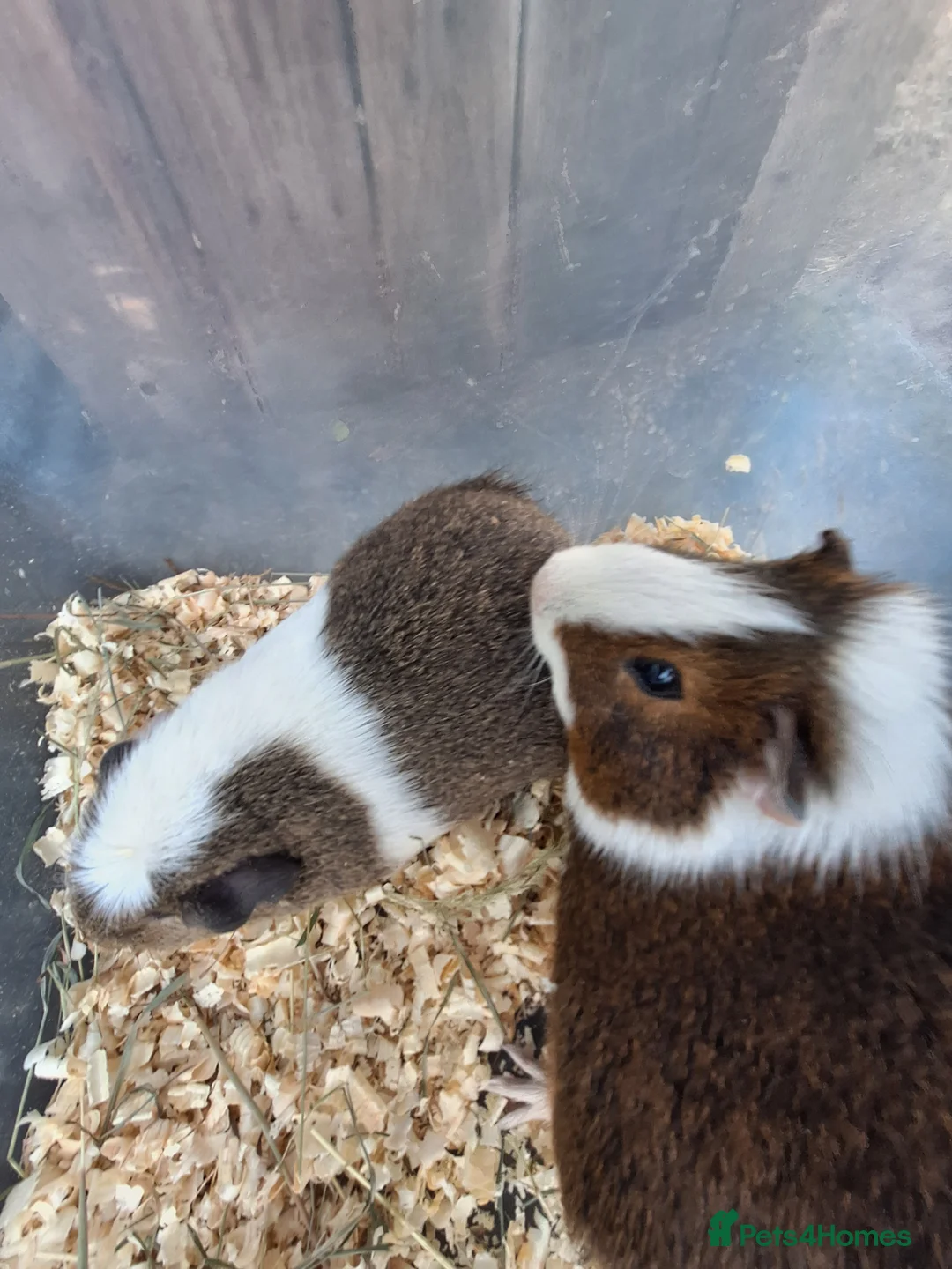 Guinea Pig rodents for sale: A pair of male guinea pigs for sale £40 - Advert 3