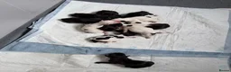 Mixed Breed dogs for sale: 12 stunning sprocker cross blue staffy puppies  - Advert 16