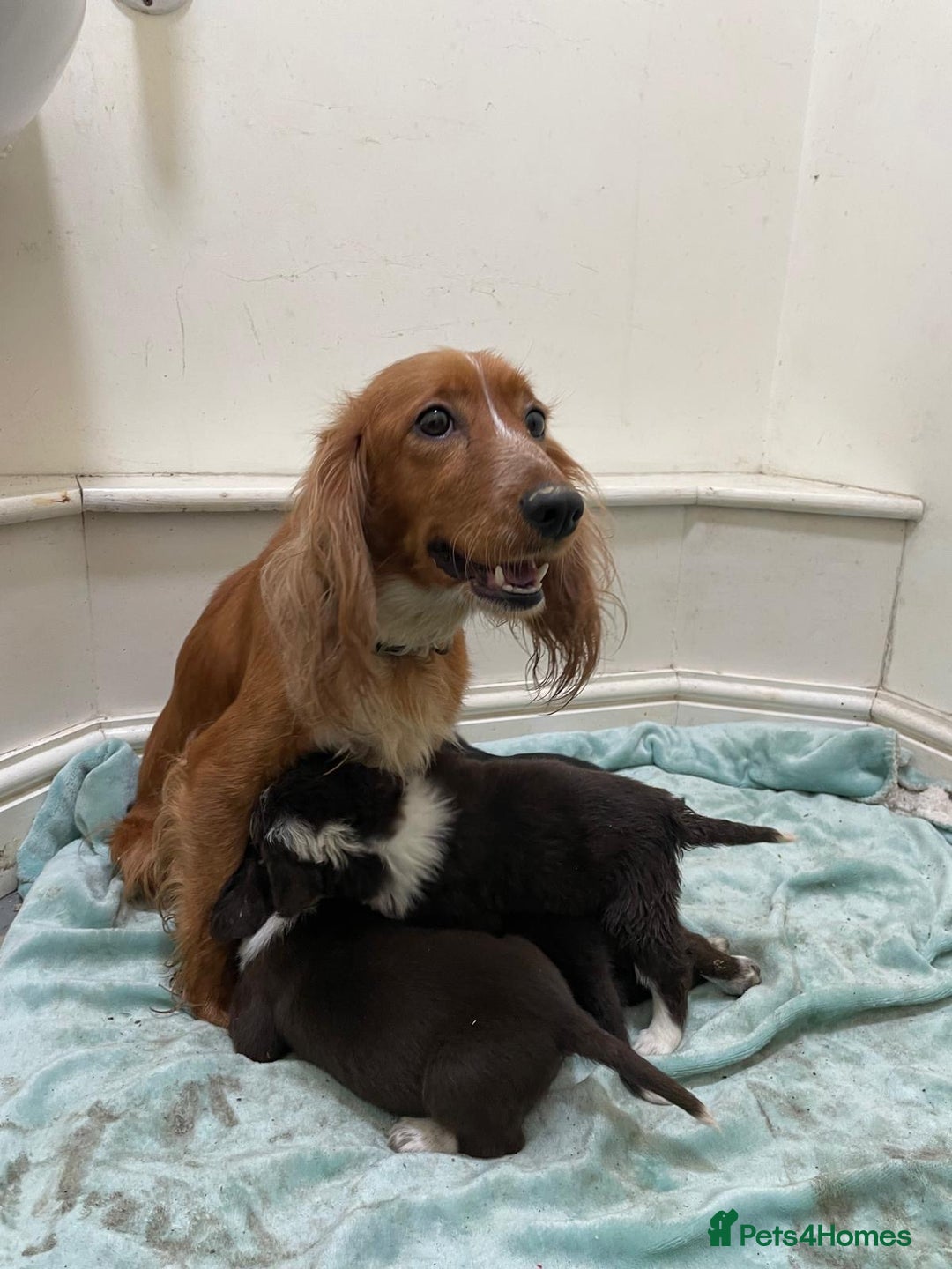 Mixed Breed dogs for sale: Sprollie puppies ❤️ - Image 17