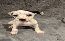 Mixed Breed dogs for sale: Dalmatianxboxer puppies  - Image 19