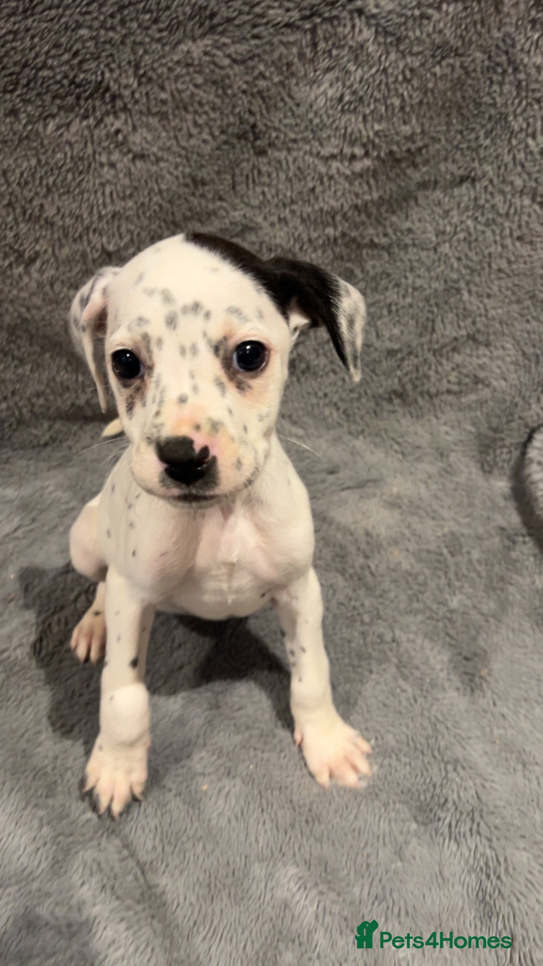 Mixed Breed dogs for sale: Dalmatianxboxer puppies  - Image 19