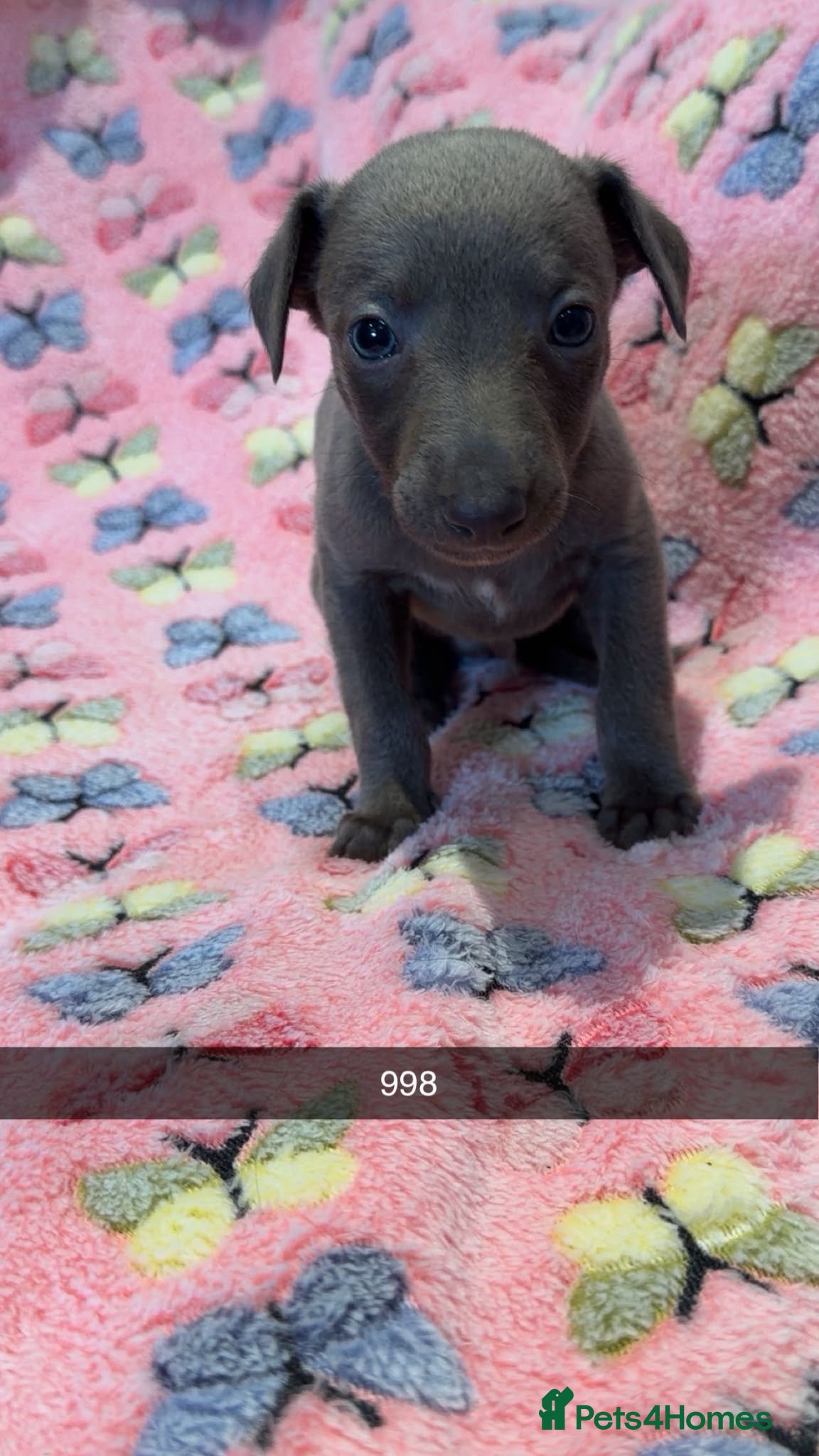 Whippet dogs Stunning kc reg blue whippet pups  - Advert 1