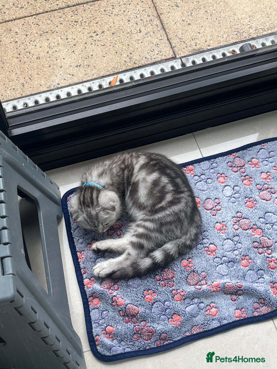 Scottish Fold cats for sale: Scottish fold x British shorthair  - Image 6