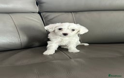 Mixed Breed dogs for sale: Mixed puppies for sale - Image 7
