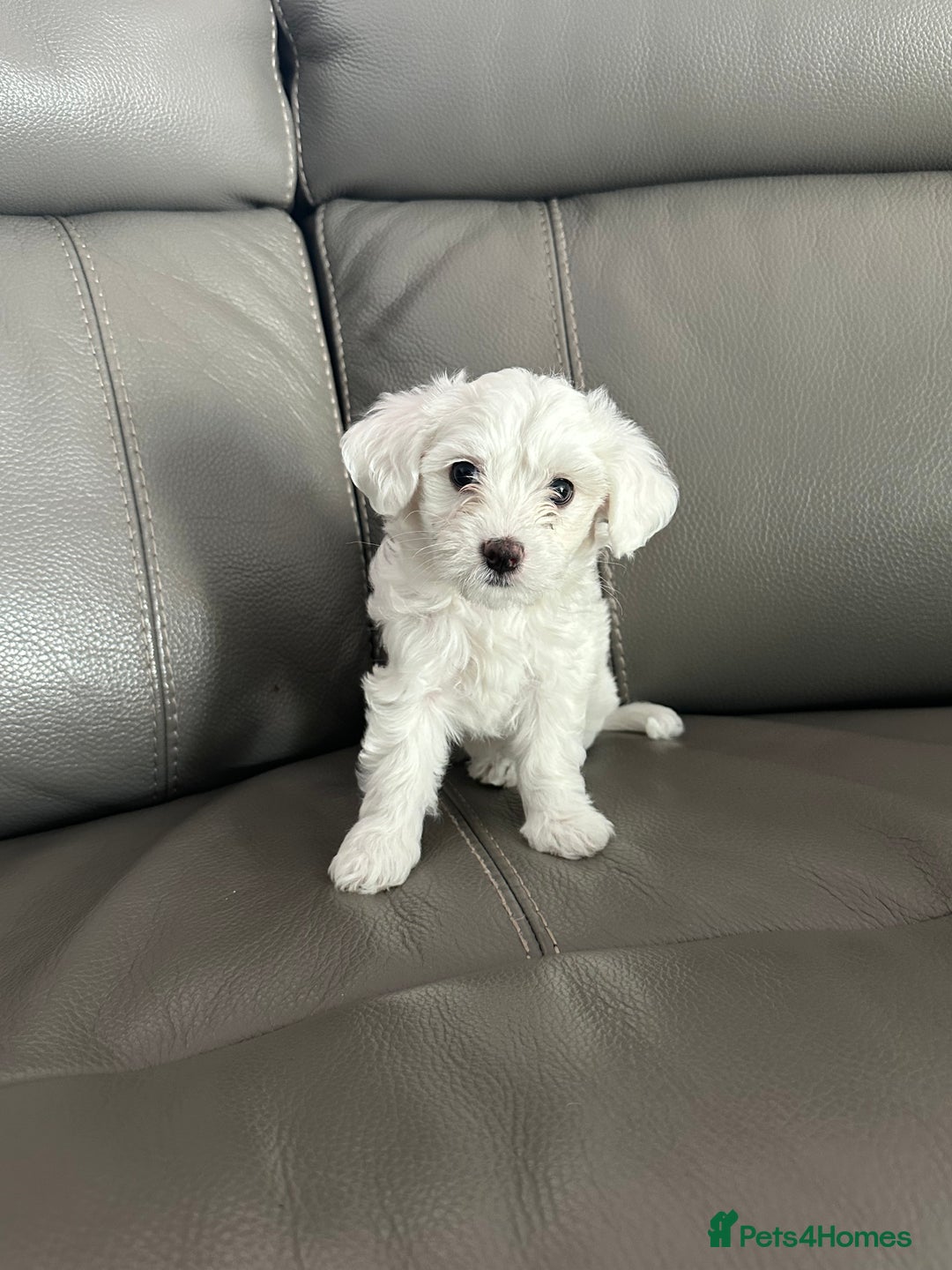 Mixed Breed dogs for sale: Mixed puppies for sale - Image 7