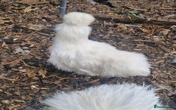 Chickens poultry for sale: 3 x silkies  - Image 3