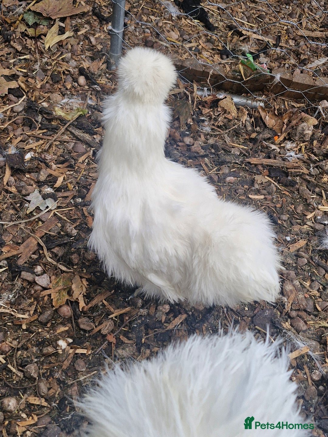 Chickens poultry for sale: 3 x silkies  - Image 3