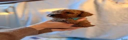 Cockapoo dogs for sale: 🐾 Beautiful Cheeky Cockapoos 🐾 - Advert 24