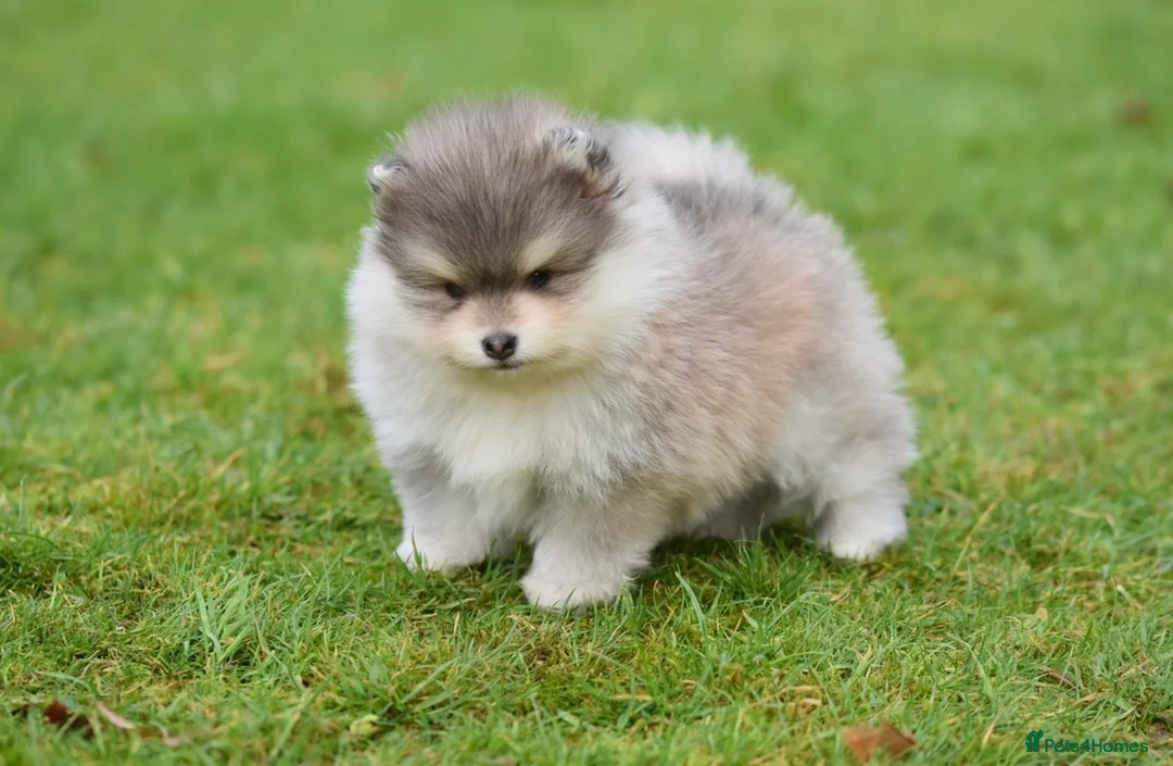 Pomsky dogs for stud: American Import Chocolate Pomsky for Stud in Ammanford - Advert 16