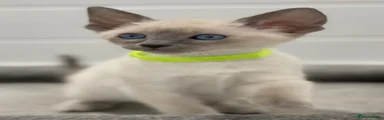 Siamese 6