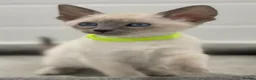 Siamese cats for sale: GCCF Registered Traditional Siamese Kittens.  - Advert 29