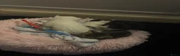 Mixed Breed cats for sale: LAST white FEMALE LEFT - Advert 3