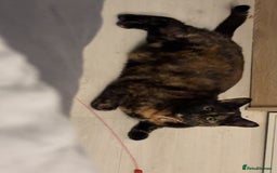 British Longhair cats for sale: Fendi - free of charge - Image 3