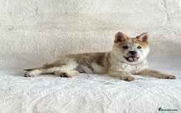 Siberian Husky dogs for sale: Stunning exotic colour chowsky puppies for sale  - Image 14