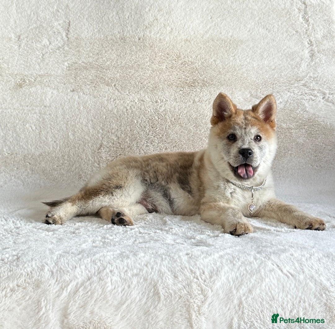 Siberian Husky dogs for sale: Stunning exotic colour chowsky puppies for sale  - Image 14