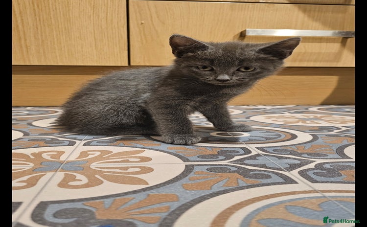 Domestic Shorthair cats - Advert 3