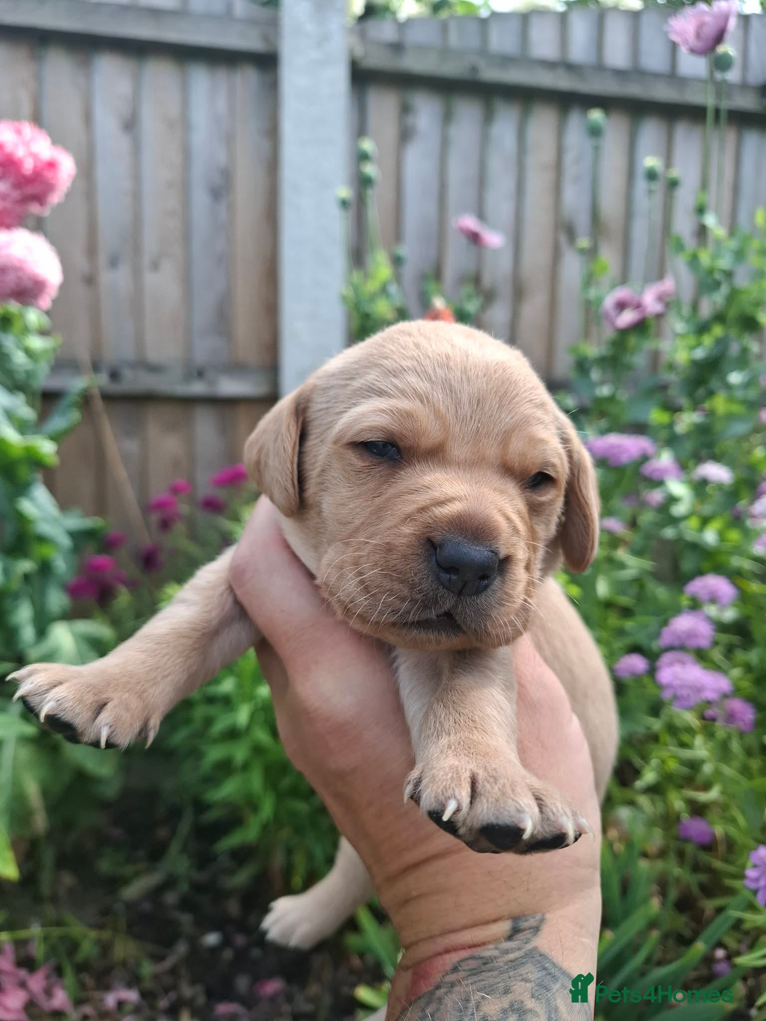 Labrador Retriever dogs Labrador puppies - Advert 1