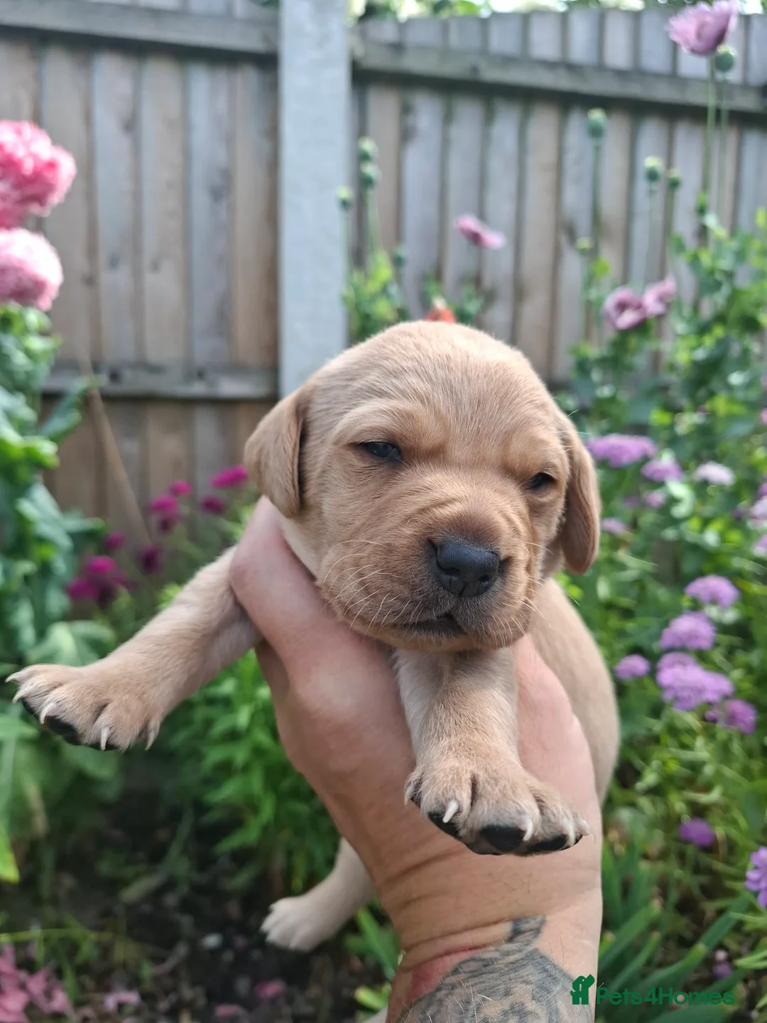 Labrador Retriever dogs for sale: Labrador puppies - Advert 1