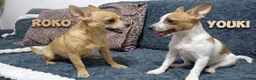 Jack Chi dogs for sale: 3 beautifully puppies for sale in London - Advert 3