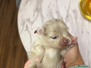 Pomeranian dogs Small & Fluffy Pomeranian Puppies Ready to Reserve - Advert 4