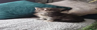 Maine Coon 2