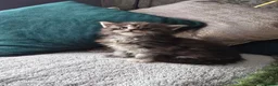 Maine Coon cats for sale: Stunning Maine Coon Kittens - Advert 18