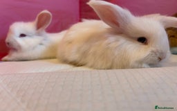 Angora rabbits for sale: English full faced Angora babies  - Image 12