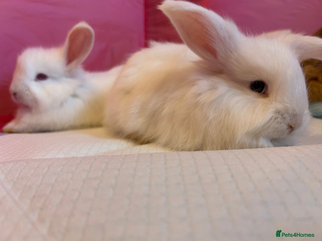 Angora rabbits for sale: English full faced Angora babies  - Image 12
