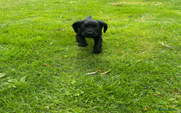 Cocker Spaniel dogs for sale: Cocker Spaniel Puppies - Image 4