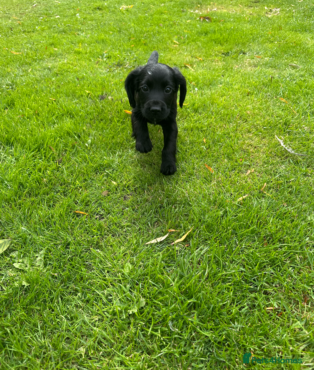 Cocker Spaniel dogs for sale: Cocker Spaniel Puppies - Image 4