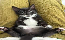Domestic Shorthair cats for sale: 10 week playfull kitten - Image 3