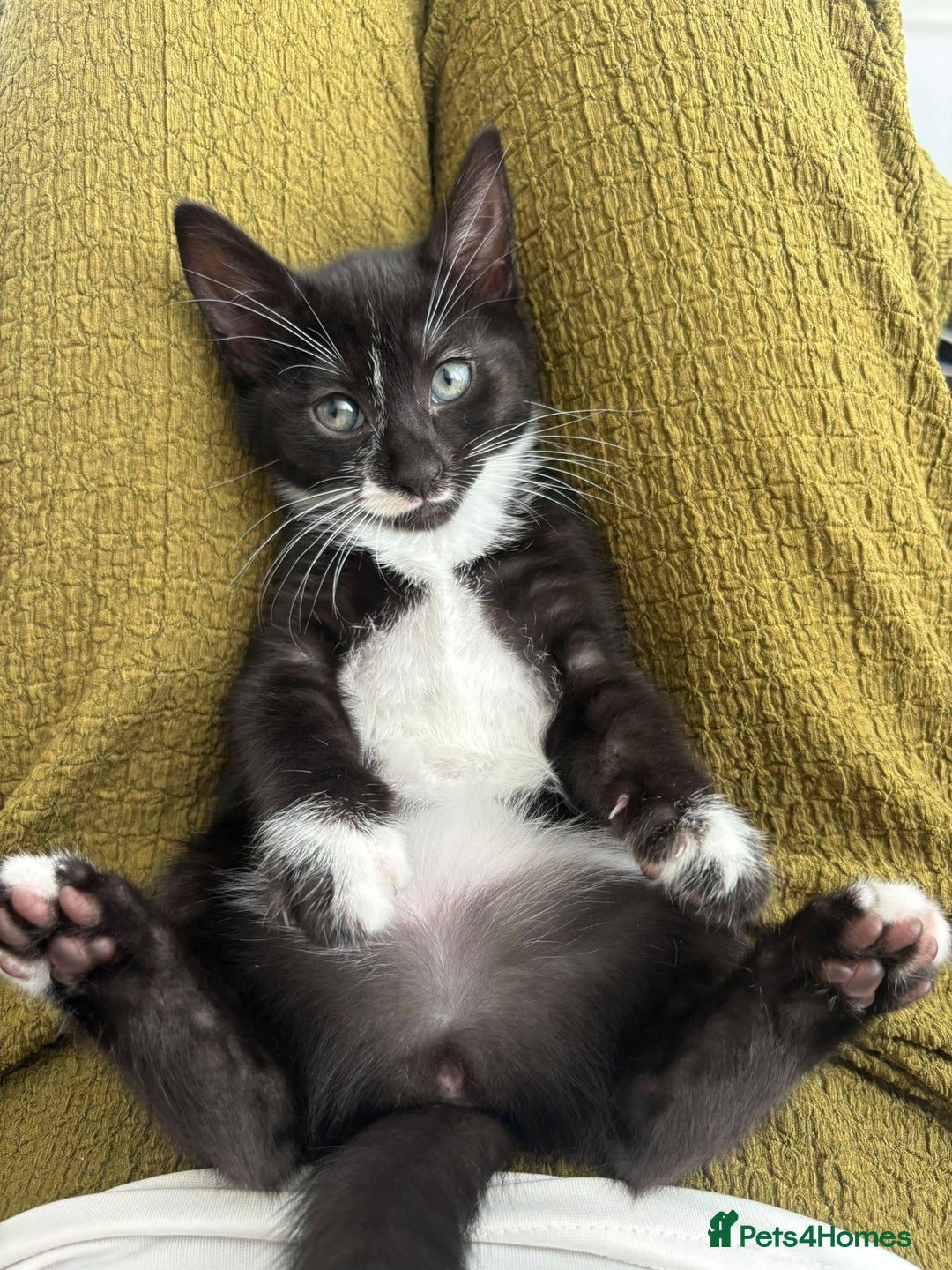 Domestic Shorthair cats for sale: 10 week playfull kitten - Image 3