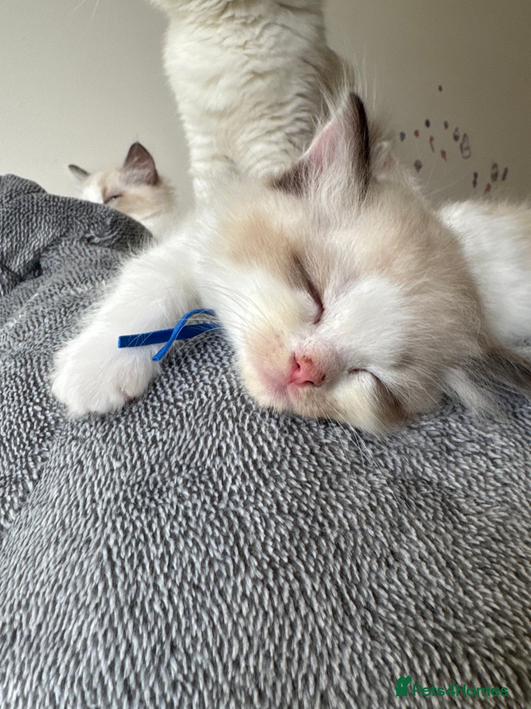 Ragdoll cats for sale: 💙🐾Tica full Pedigree🐾EU Ragdoll 🐱🐾DNA Clear - Image 34