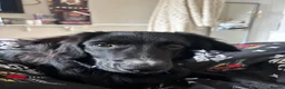 Mixed Breed dogs for sale: Rocky collie x spaniel  - Advert 6