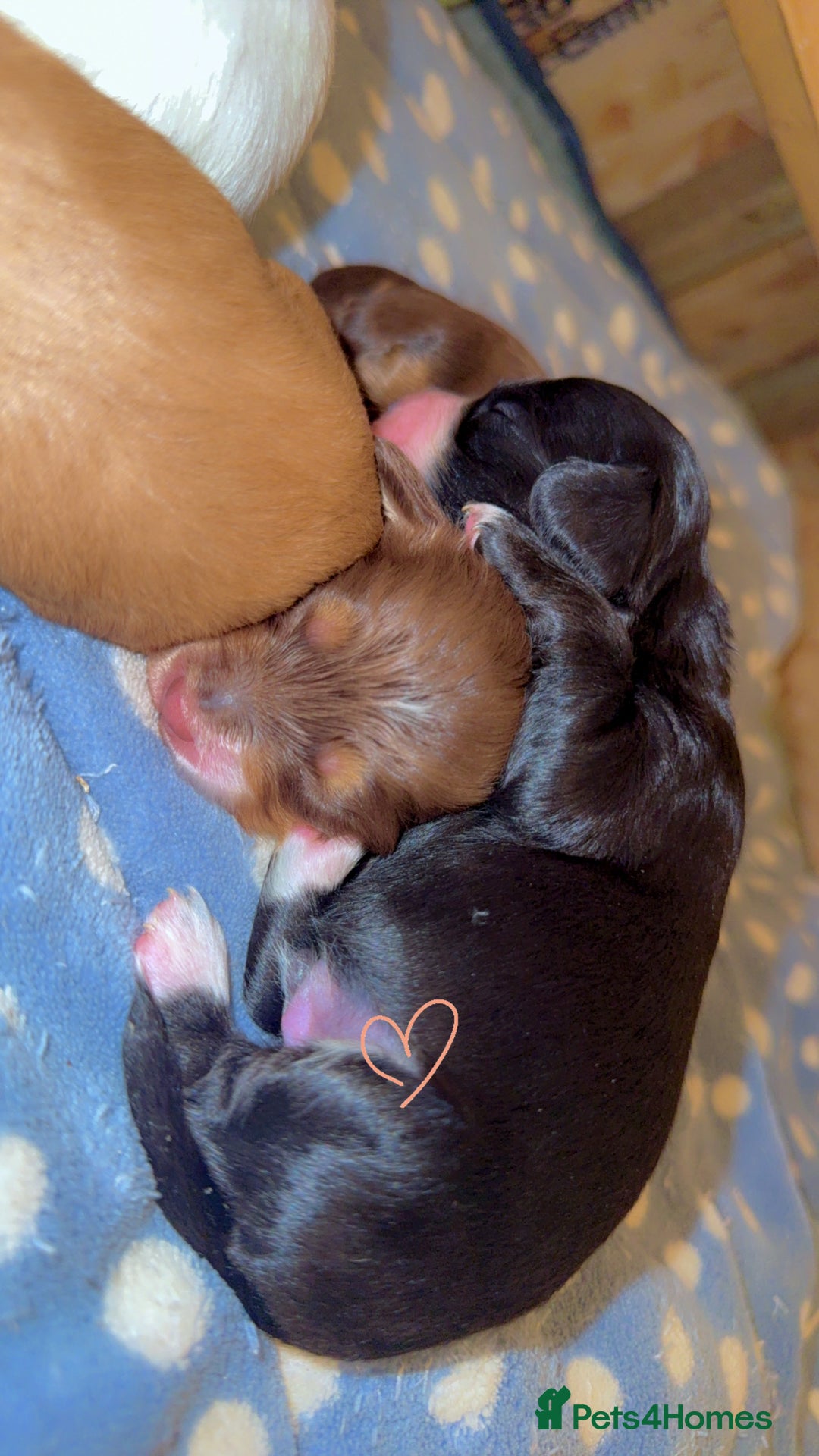 Cockapoo dogs for sale: Cockapoo pups  - Image 2