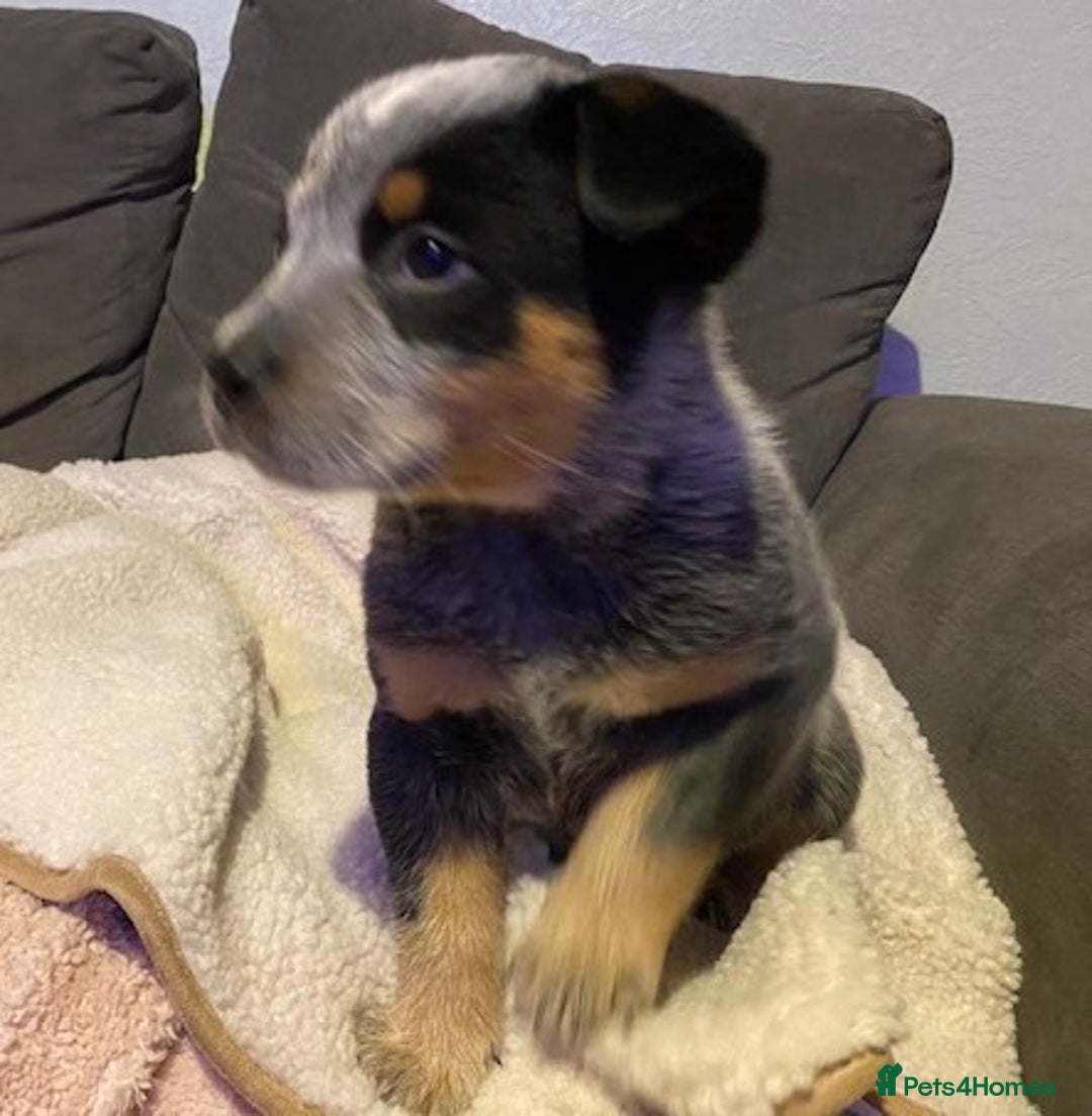 Australian Cattle Dog dogs for sale: Australian Cattle Dog Puppies - Advert 3
