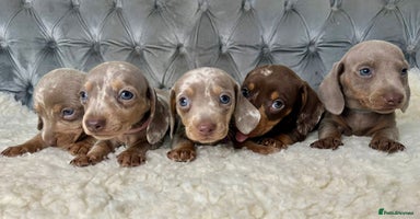 Miniature Dachshund dogs - Advert 13
