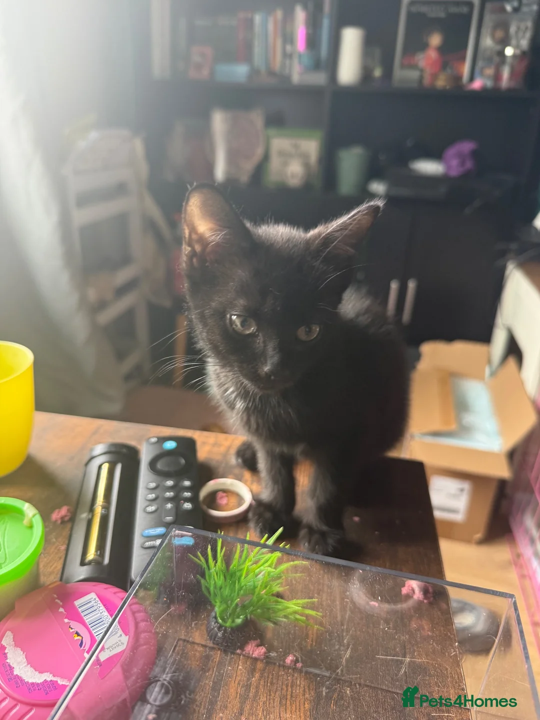 Mixed Breed cats for sale: 2 kittens ready for new homes  - Advert 7