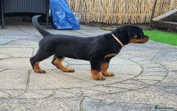 Rottweiler dogs for sale: Rottweiler puppies - Image 1
