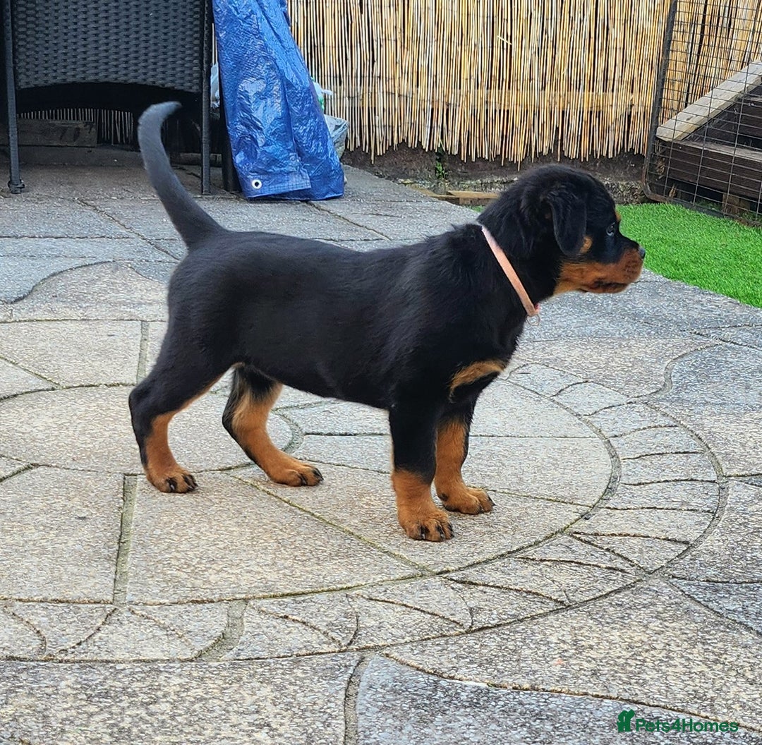 Rottweiler dogs for sale: Rottweiler puppies - Image 1