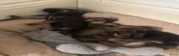 Mixed Breed dogs for sale: BORDER TERRIER X BEDLINGTON TERRIER PUPPIES  in Dewsbury - Advert 6
