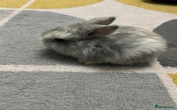 Mini Lop rabbits for sale: Cute mini lops for sale - Image 3