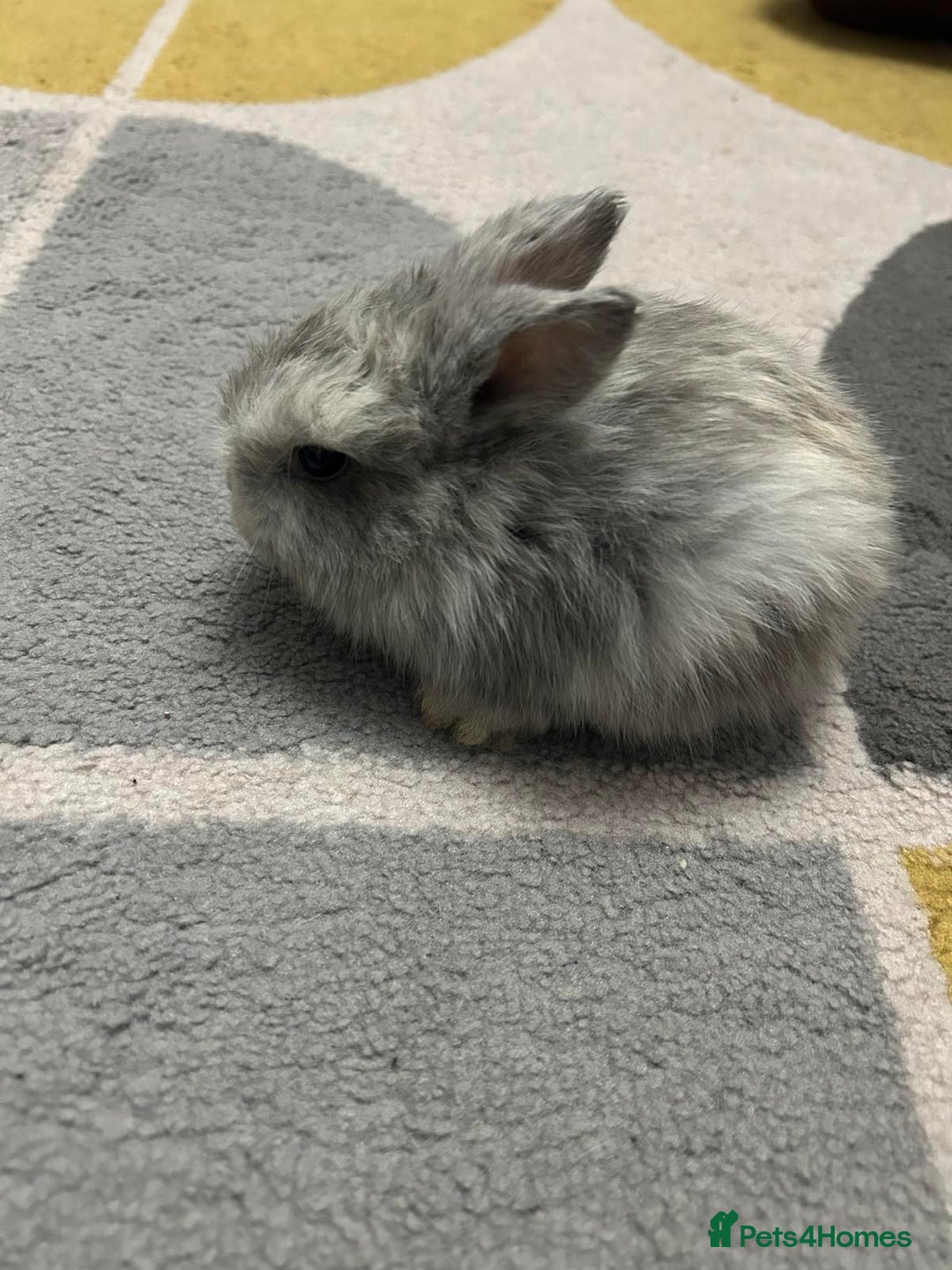 Mini Lop rabbits for sale: Cute mini lops for sale - Image 3