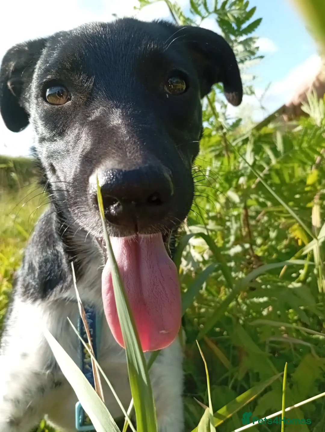Mixed Breed dogs for adoption: ❤️GEMMIE❤️1yo girl, who chose life, people and fun - Advert 7