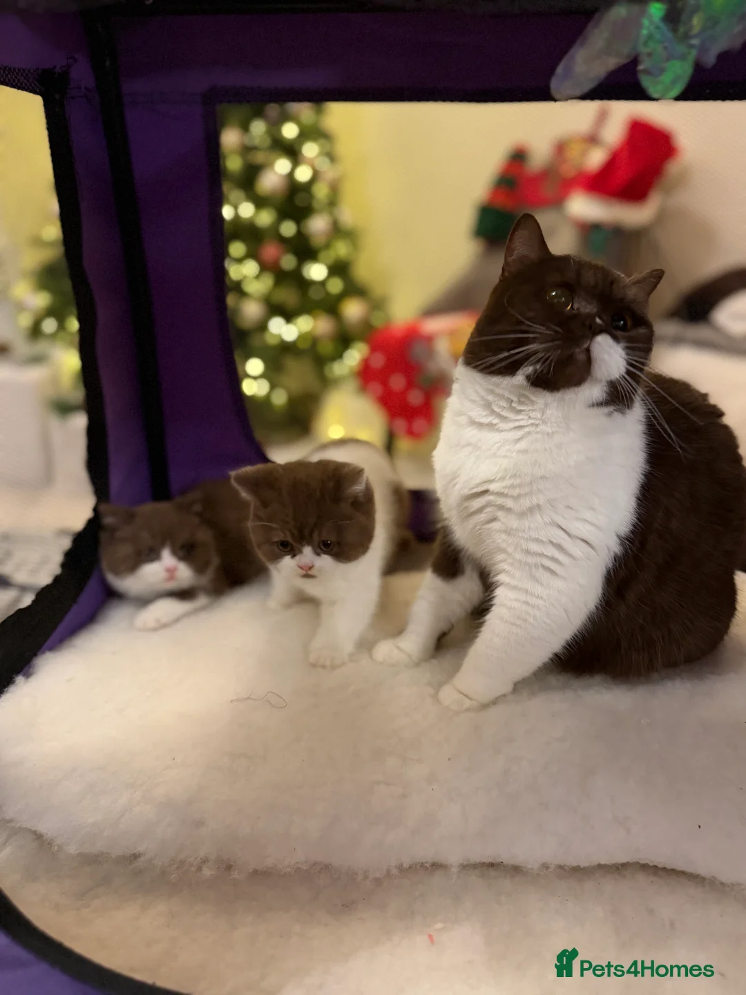 British Shorthair cats for sale: Full Pedigree Registered BSH  - Advert 20